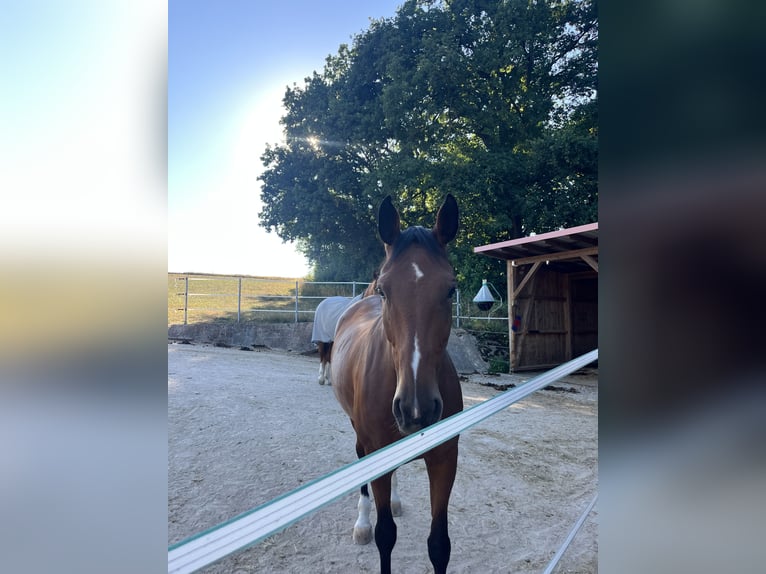 Oldenburger Stute 9 Jahre 173 cm Brauner in Neuendettelsau