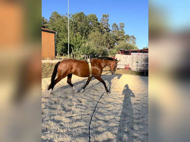 Oldenburger Stute 9 Jahre 173 cm Brauner in Neuendettelsau