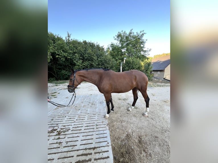 Oldenburger Stute 9 Jahre 173 cm Brauner in Neuendettelsau