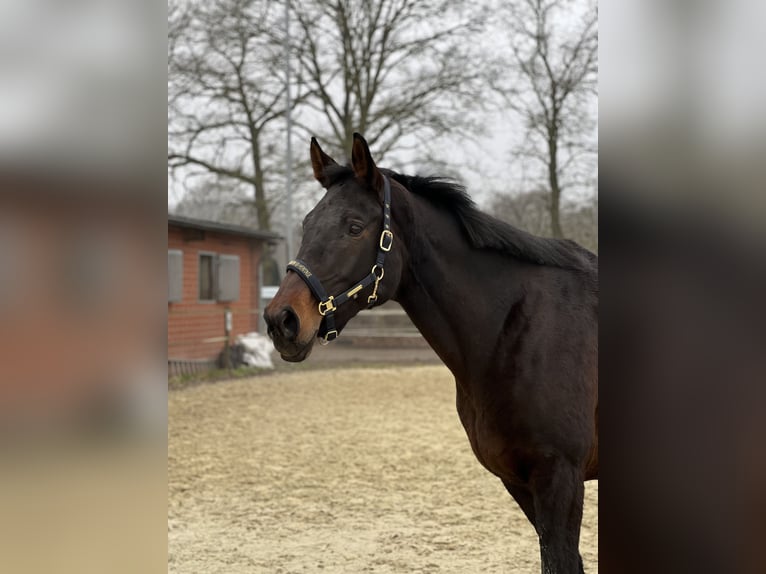 Oldenburger Stute 9 Jahre 173 cm Dunkelbrauner in Saerbeck