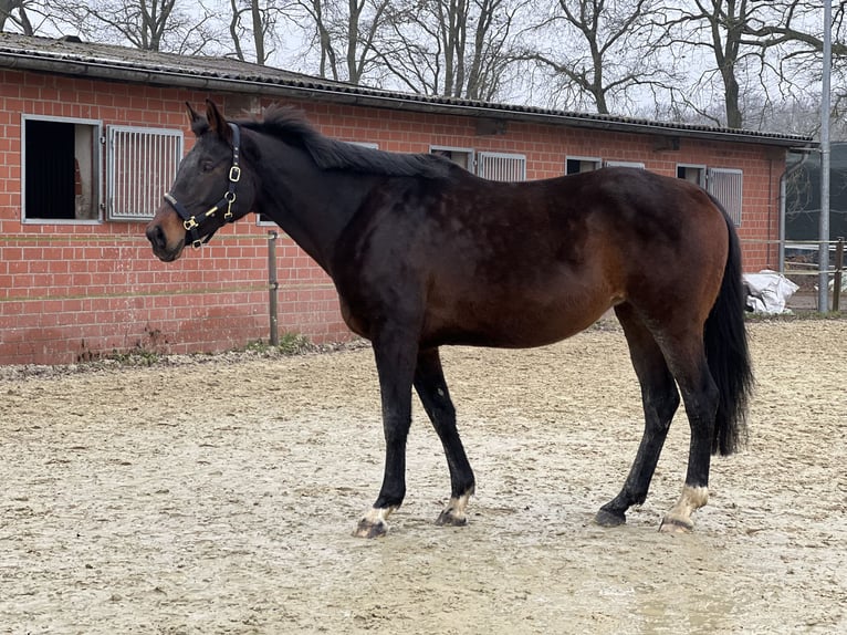 Oldenburger Stute 9 Jahre 173 cm Dunkelbrauner in Saerbeck