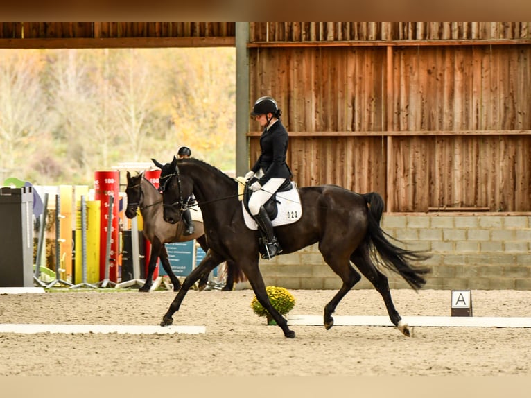 Oldenburger Stute 9 Jahre 173 cm Rappe in Bastogne
