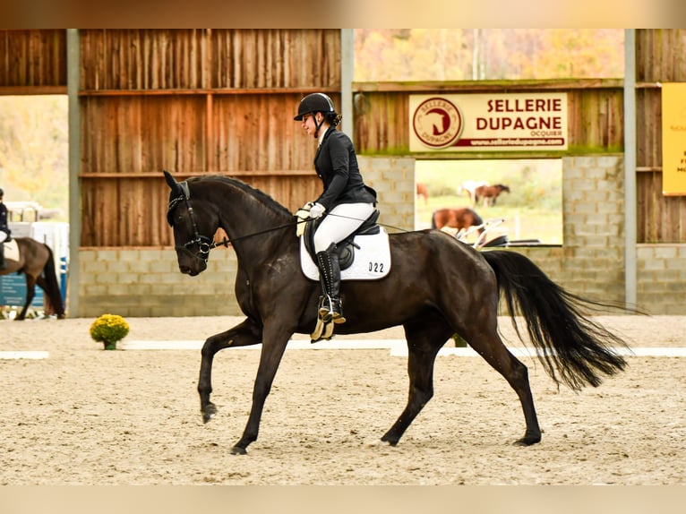 Oldenburger Stute 9 Jahre 173 cm Rappe in Bastogne