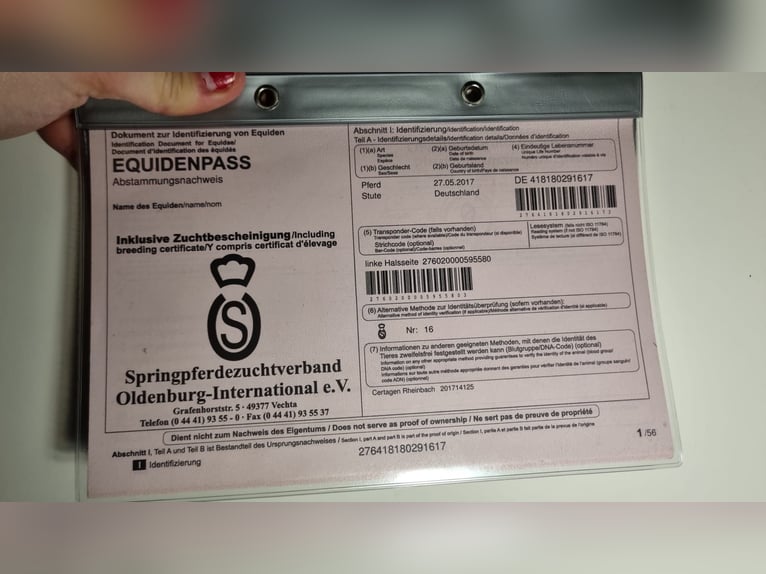 Oldenburger Stute 9 Jahre 173 cm Schimmel in Westerkappeln