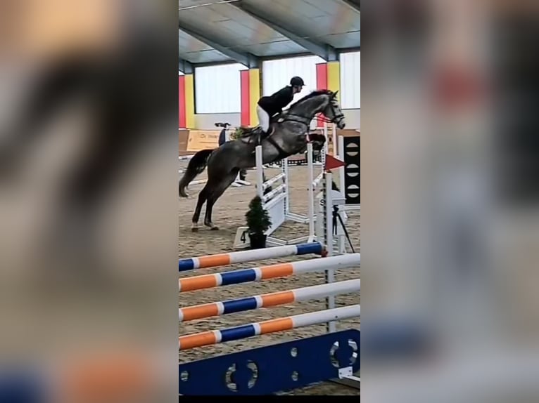 Oldenburger Stute 9 Jahre 173 cm Schimmel in Westerkappeln