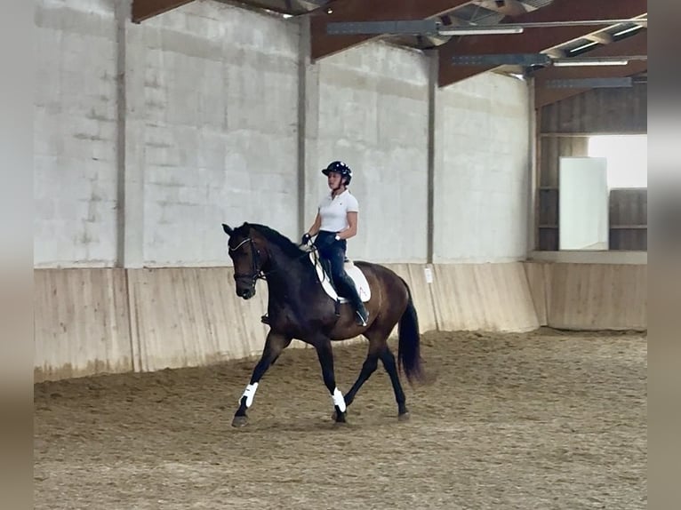 Oldenburger Stute 9 Jahre 174 cm Brauner in Kottingbrunn