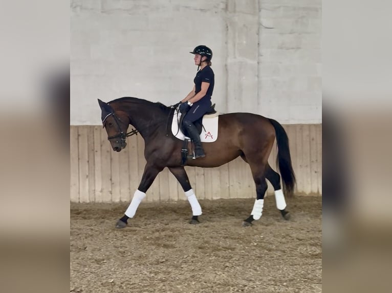 Oldenburger Stute 9 Jahre 174 cm Brauner in Kottingbrunn
