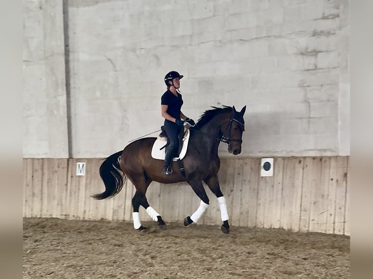 Oldenburger Stute 9 Jahre 174 cm Brauner in Kottingbrunn
