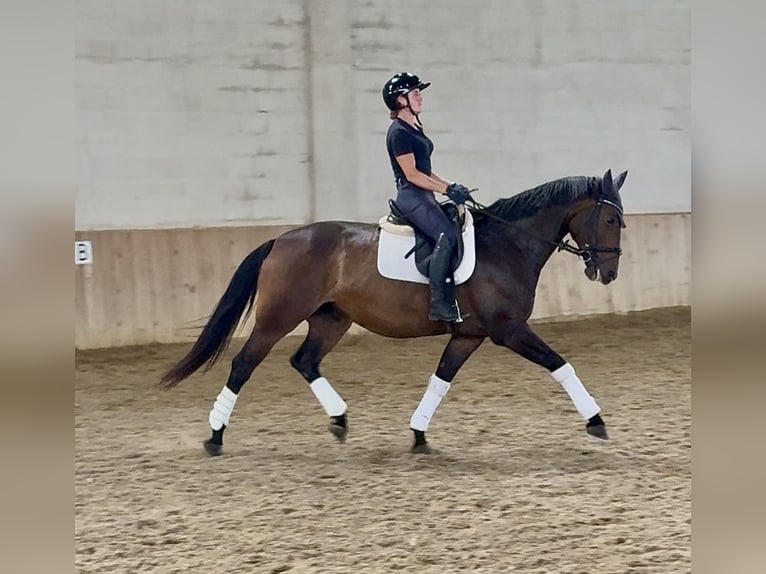 Oldenburger Stute 9 Jahre 174 cm Brauner in Kottingbrunn