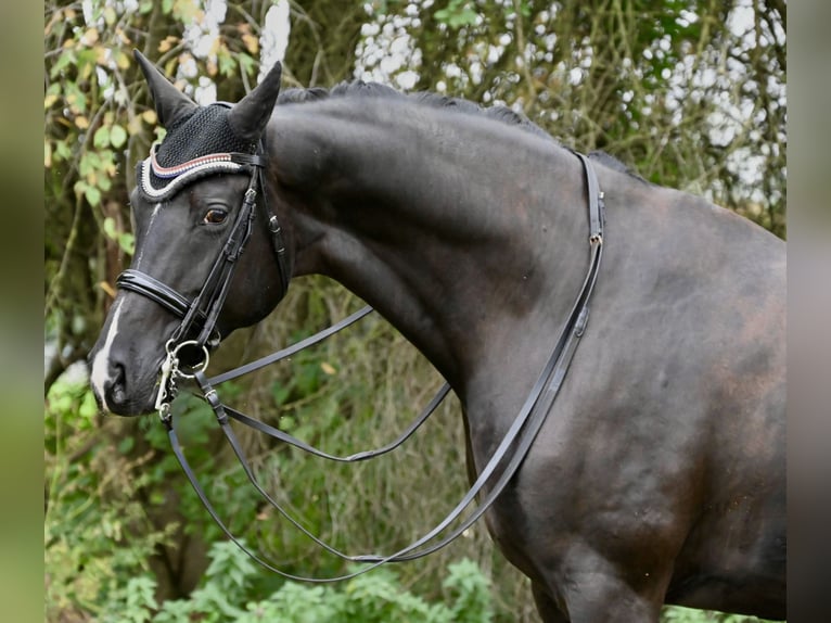 Oldenburger Stute 9 Jahre 174 cm Rappe in Karlsfeld