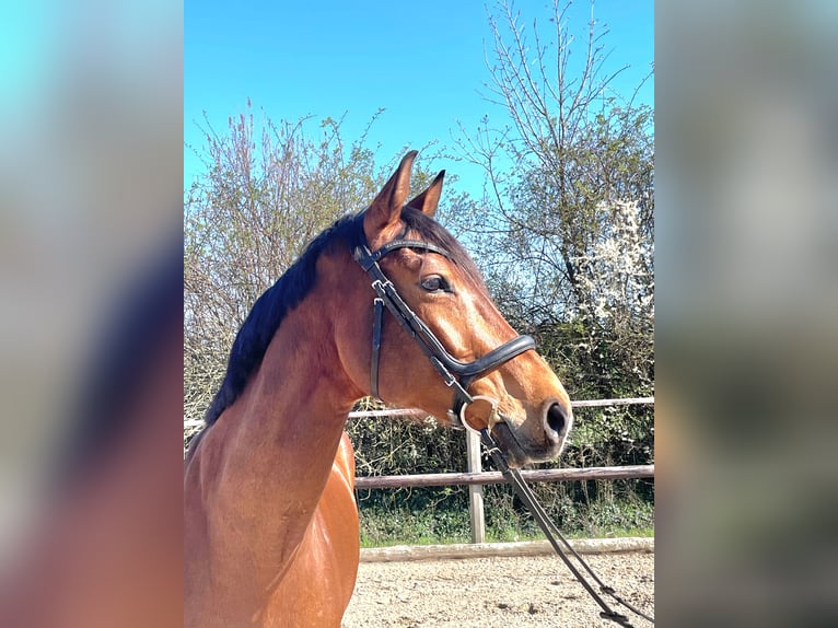 Oldenburger Stute 9 Jahre 175 cm Brauner in Diera-Zehren