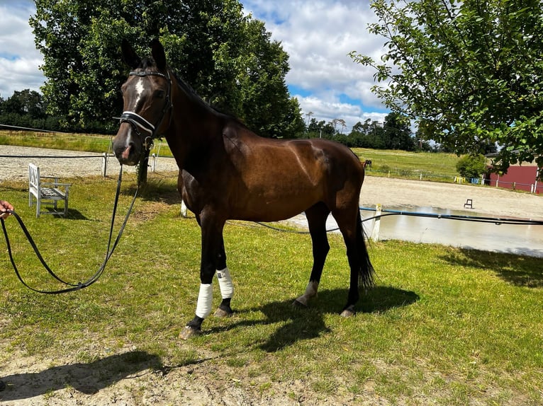 Oldenburger Stute 9 Jahre Schwarzbrauner in Fuldabr&#xFC;ck