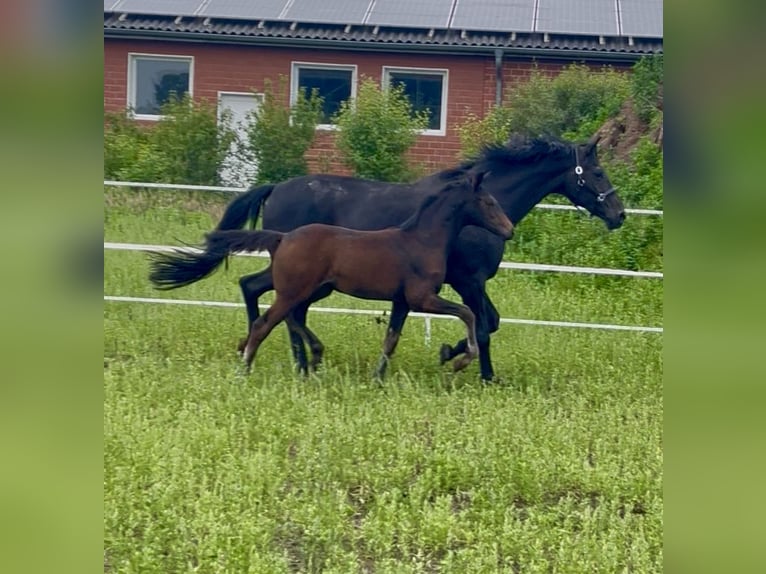 Oldenburger Stute  165 cm Dunkelbrauner in Dinklage