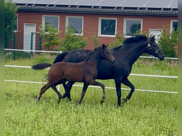 Oldenburger Stute  165 cm Dunkelbrauner in Dinklage