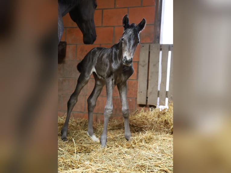 Oldenburger Stute  165 cm Rappe in Dautphetal