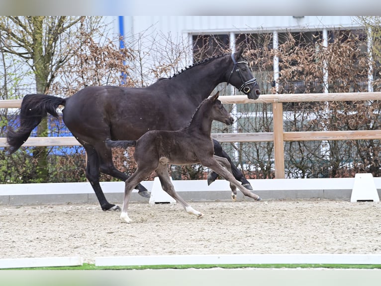 Oldenburger Stute  168 cm Rappe in Bramsche