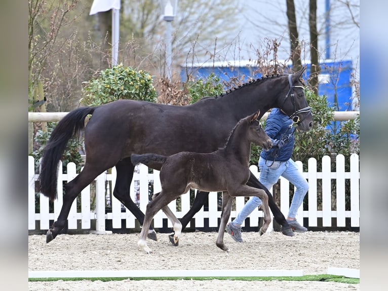 Oldenburger Stute  168 cm Rappe in Bramsche