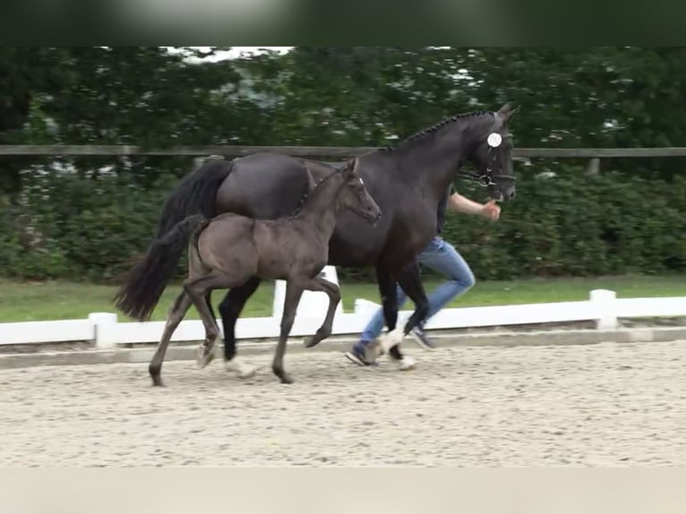 Oldenburger Stute  168 cm Rappe in Elsfleth