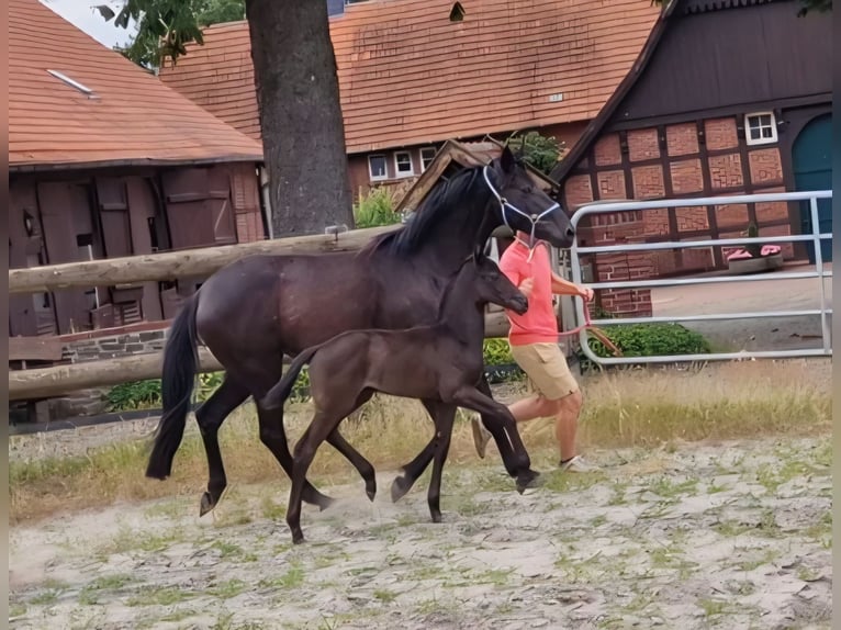 Oldenburger Stute Fohlen (05/2026) 168 cm Rappe in Bramsche