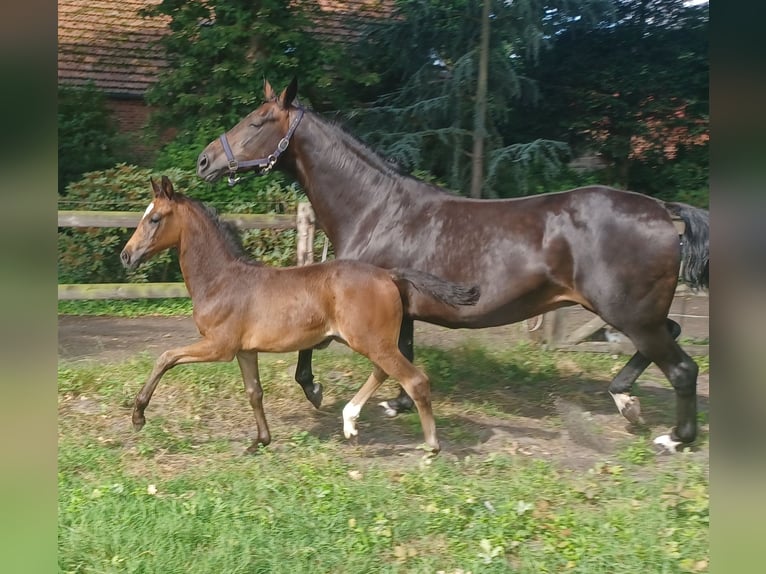 Oldenburger Stute Fohlen (05/2026) 168 cm Schwarzbrauner in Hude (Oldenburg)