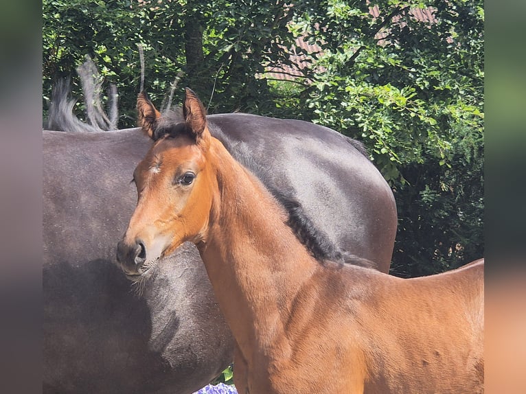 Oldenburger Stute Fohlen (06/2026) 169 cm Brauner in Wildeshausen