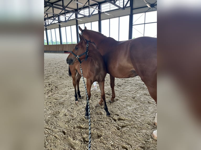 Oldenburger Stute  170 cm Brauner in Bad Köstritz