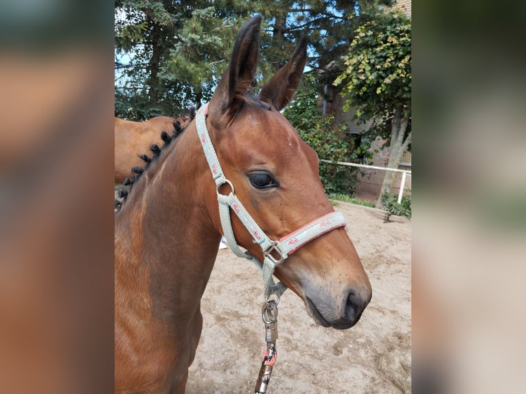 Oldenburger Stute  170 cm Brauner in Bad Köstritz