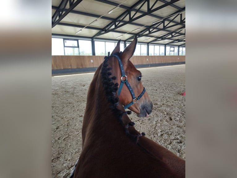 Oldenburger Stute  170 cm Brauner in Bad Köstritz