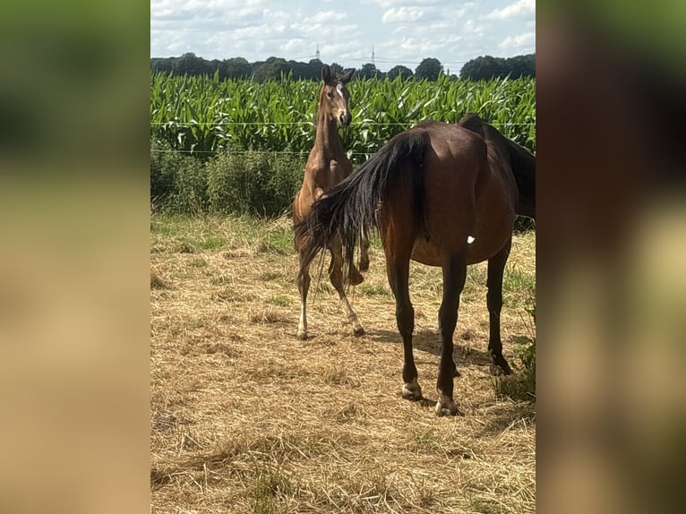 Oldenburger Stute  170 cm Brauner in brockum