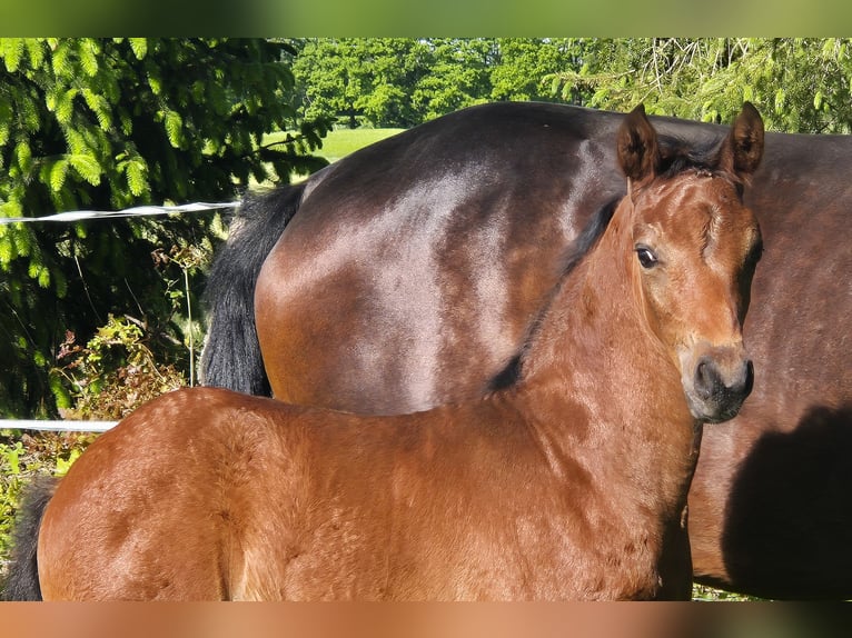 Oldenburger Stute  170 cm Brauner in Westerstede