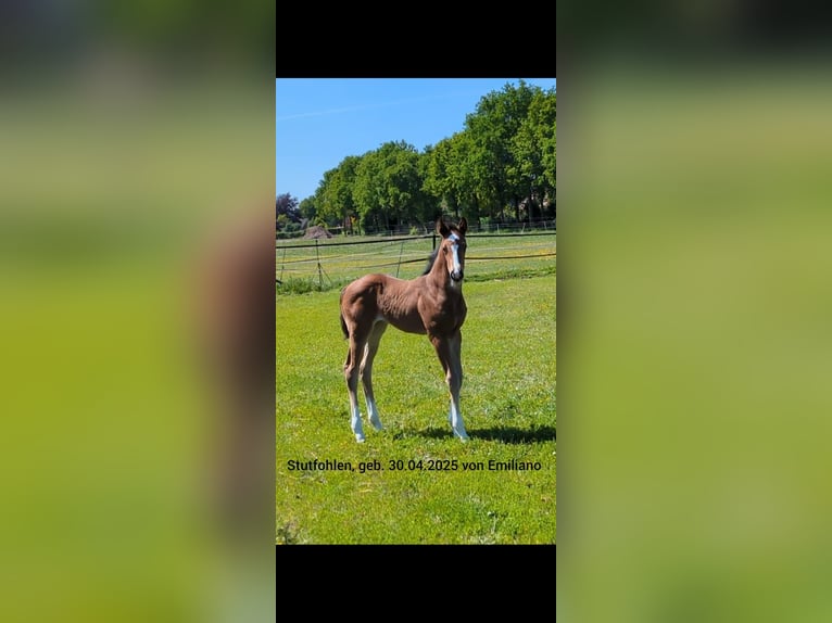 Oldenburger Stute  170 cm Brauner in Westerstede
