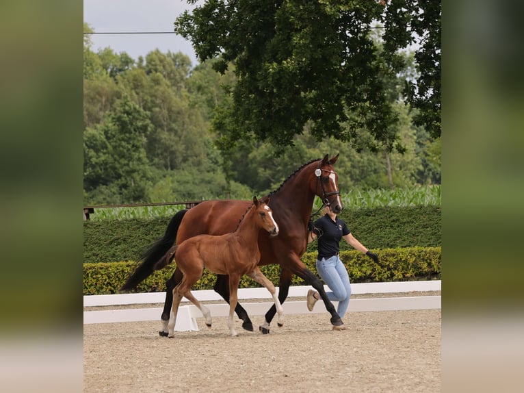 Oldenburger Stute  170 cm Brauner in Westerstede