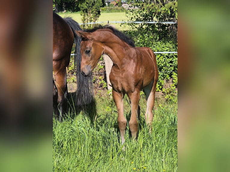 Oldenburger Stute  170 cm Brauner in Westerstede