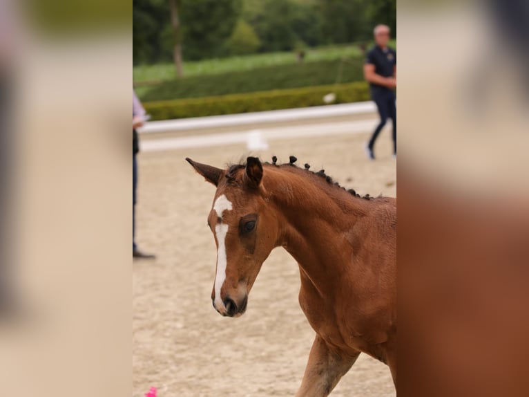 Oldenburger Stute  170 cm Brauner in Westerstede