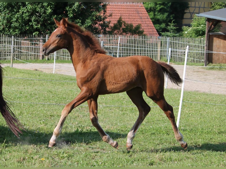 Oldenburger Stute  170 cm Fuchs in Trockenborn