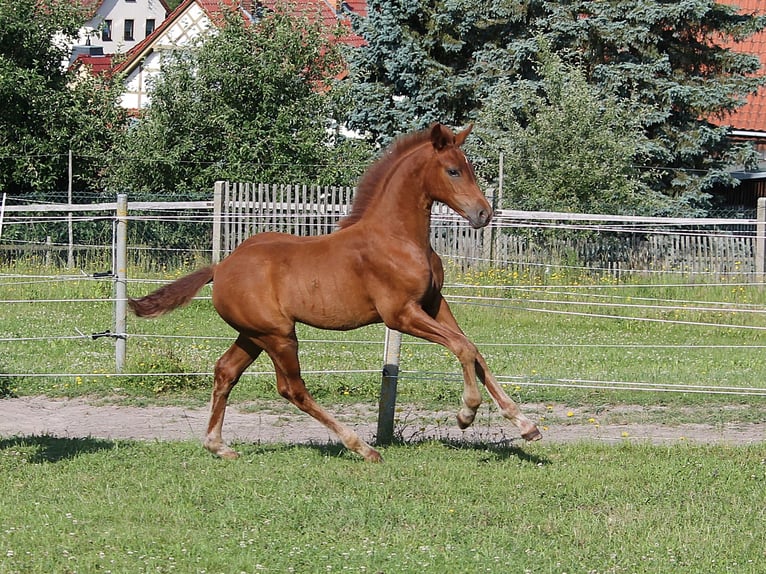 Oldenburger Stute  170 cm Fuchs in Trockenborn