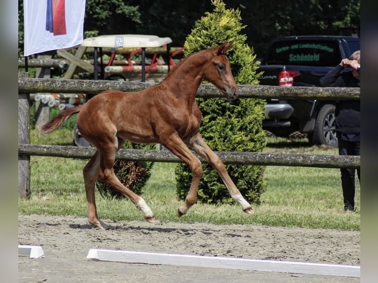 Oldenburger Stute Fohlen (04/2026) 170 cm Rappe in Stralendorf