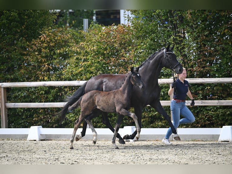 Oldenburger Stute Fohlen (05/2026) 170 cm Rappe in Lohne (Oldenburg)