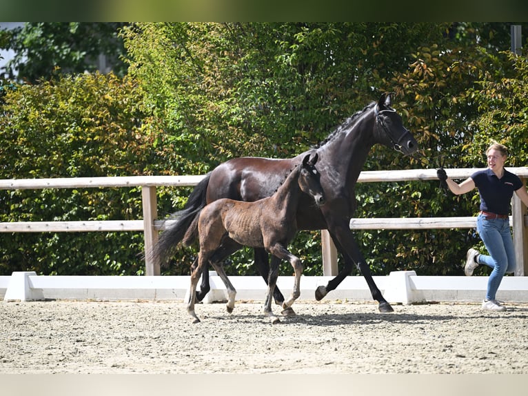 Oldenburger Stute Fohlen (05/2026) 170 cm Rappe in Lohne (Oldenburg)