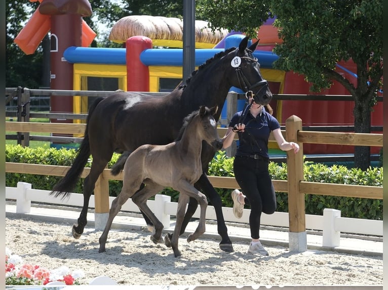 Oldenburger Stute Fohlen (05/2026) 170 cm Rappe in Zierenberg