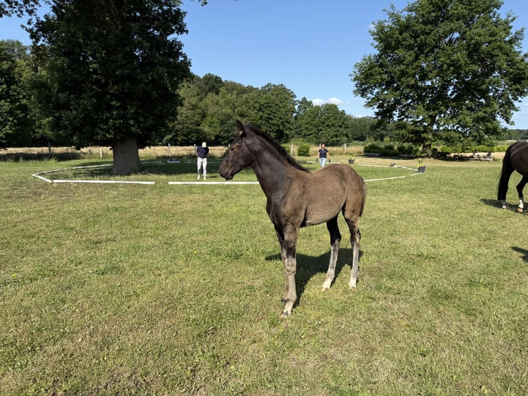 Oldenburger Stute Fohlen (03/2025) 170 cm Rappe in Waddekath