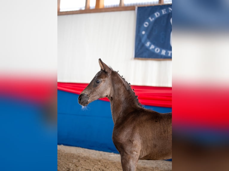 Oldenburger Stute Fohlen (05/2025) 170 cm Rappe in Fehrbellin Protzen