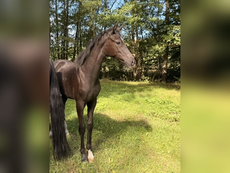 Oldenburger Stute Fohlen (04/2026) 170 cm Rappe in Meyenburg