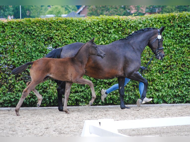 Oldenburger Stute  170 cm Schwarzbrauner in Lindern (Oldenburg)