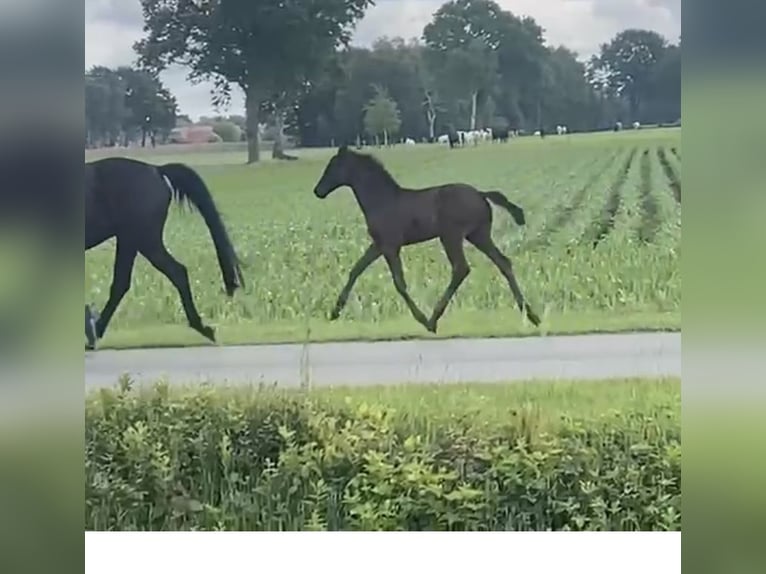 Oldenburger Stute  170 cm Schwarzbrauner in SaterlandSaterland