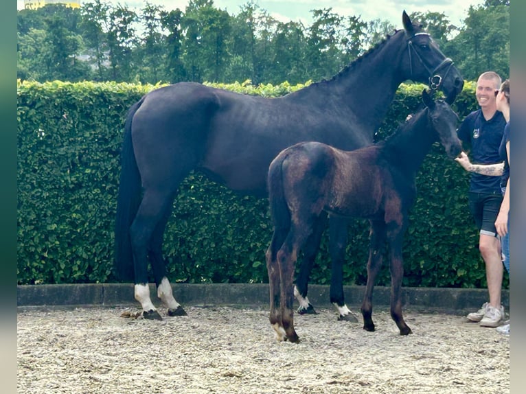 Oldenburger Stute Fohlen (03/2026) 171 cm Rappe in Bösel