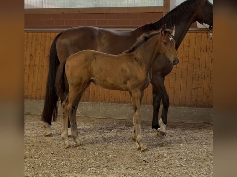 Oldenburger Stute  172 cm Dunkelbrauner in Barver