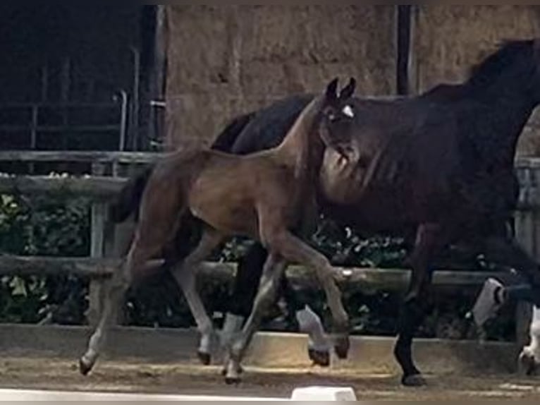 Oldenburger Stute Fohlen (05/2026) 172 cm Schwarzbrauner in Dohren