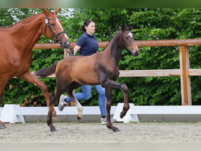Oldenburger Stute  175 cm Brauner in Brockum