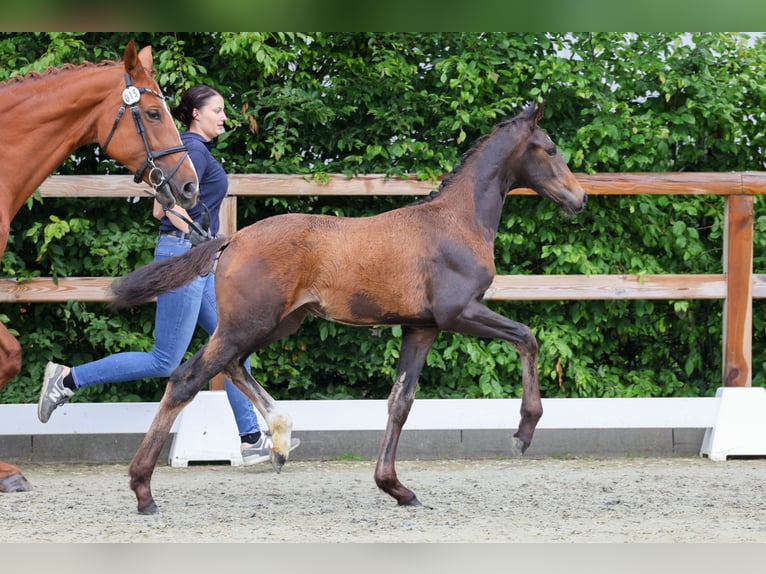 Oldenburger Stute  175 cm Brauner in Brockum